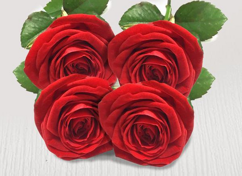 Four extra red stems
